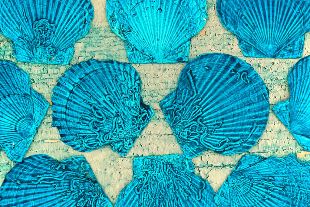 scallops